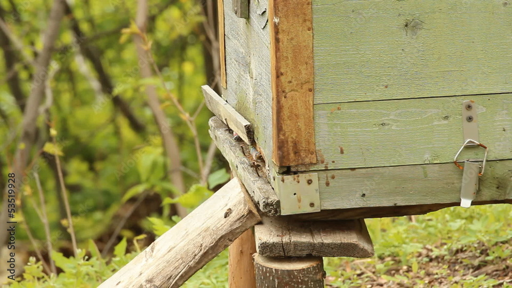 The apiary. Beehives The apiary. Beehives