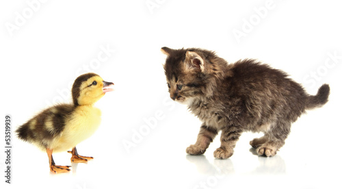 Small kitten and duckling isolated on white © Africa Studio
