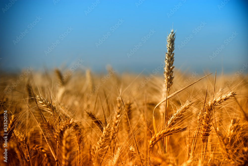 Rays of the setting sun over wheat field