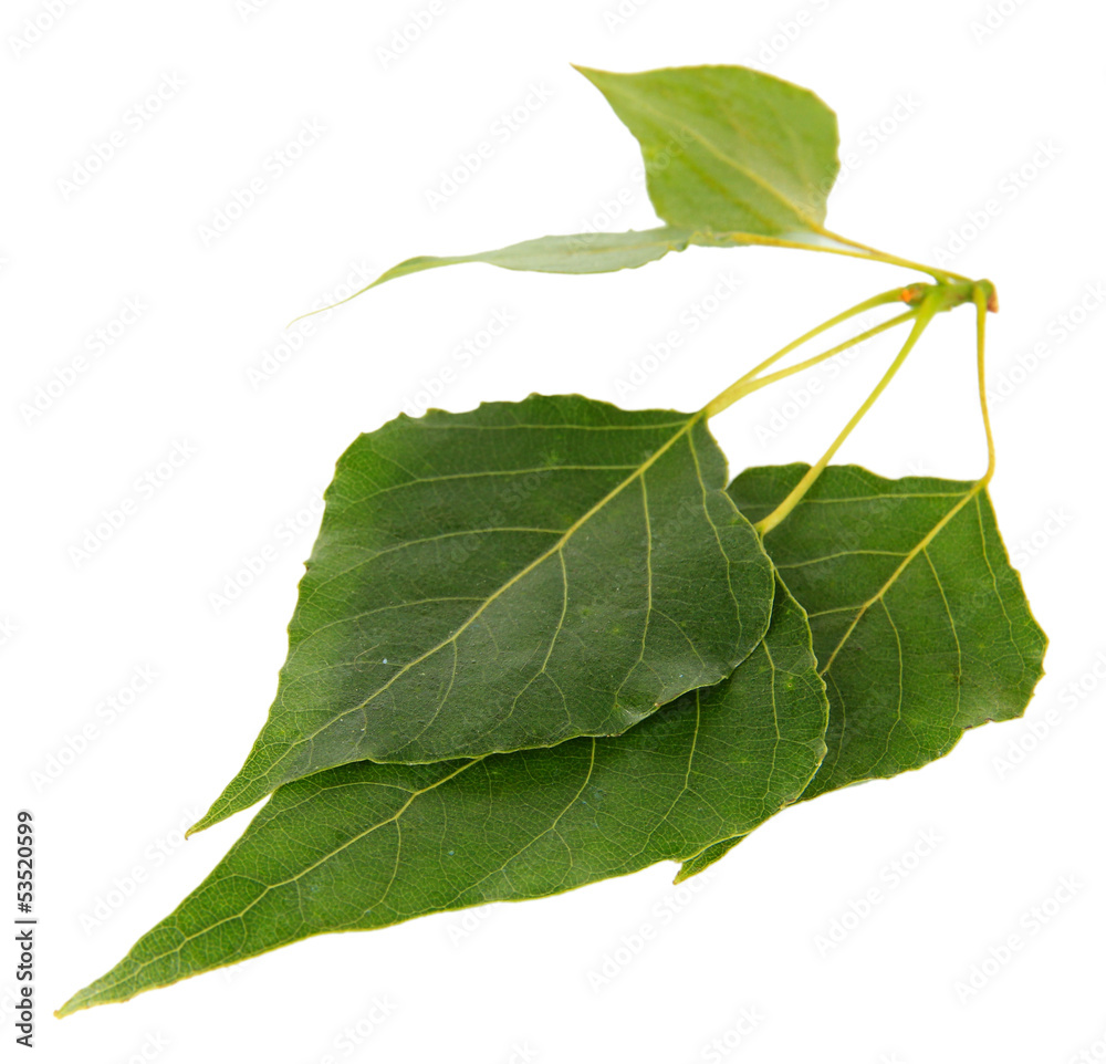 Green leaves isolated on white Green leaves isolated on white