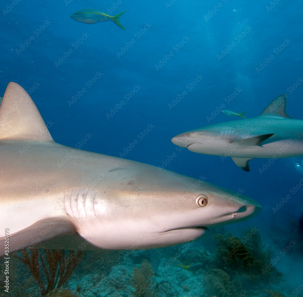 Caribbean reef sharks