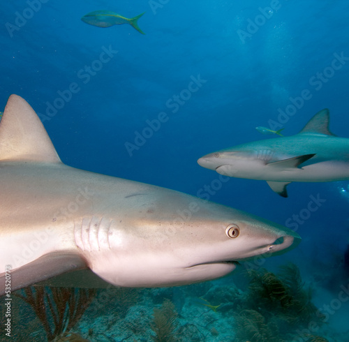Caribbean reef sharks