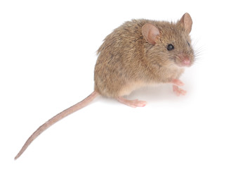 Wood mouse.