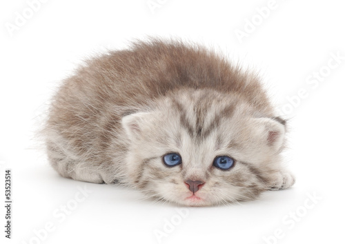 Kitten on a white background © Anatolii