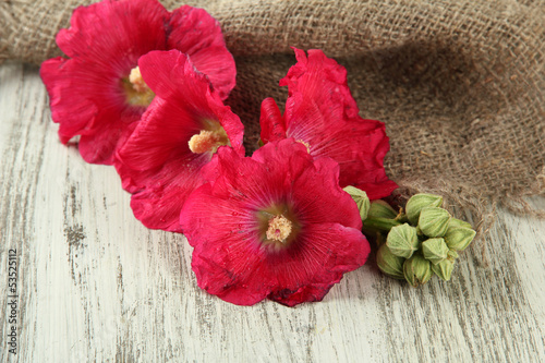 Pink mallow flowers on wooden background