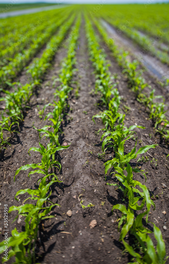 Summer cultivation on the fields, sunny landscape Summer cultivation on the fields, sunny landscape