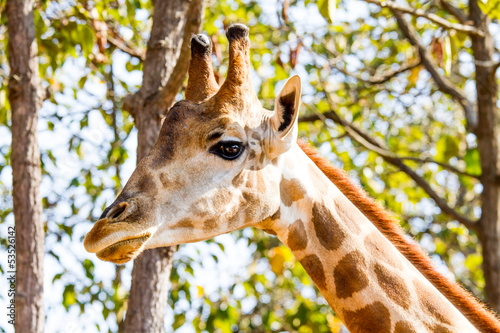 Giraffe in chiangmai night safari chiangmai Thailand