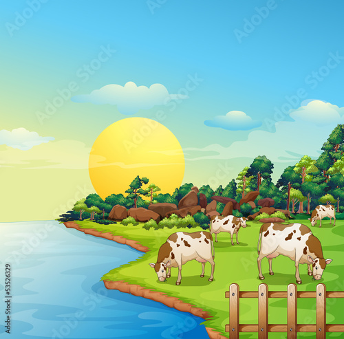Cows at the farm