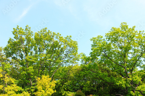 新緑の葉っぱと青空 © sakura