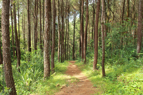 footpath in spring forest