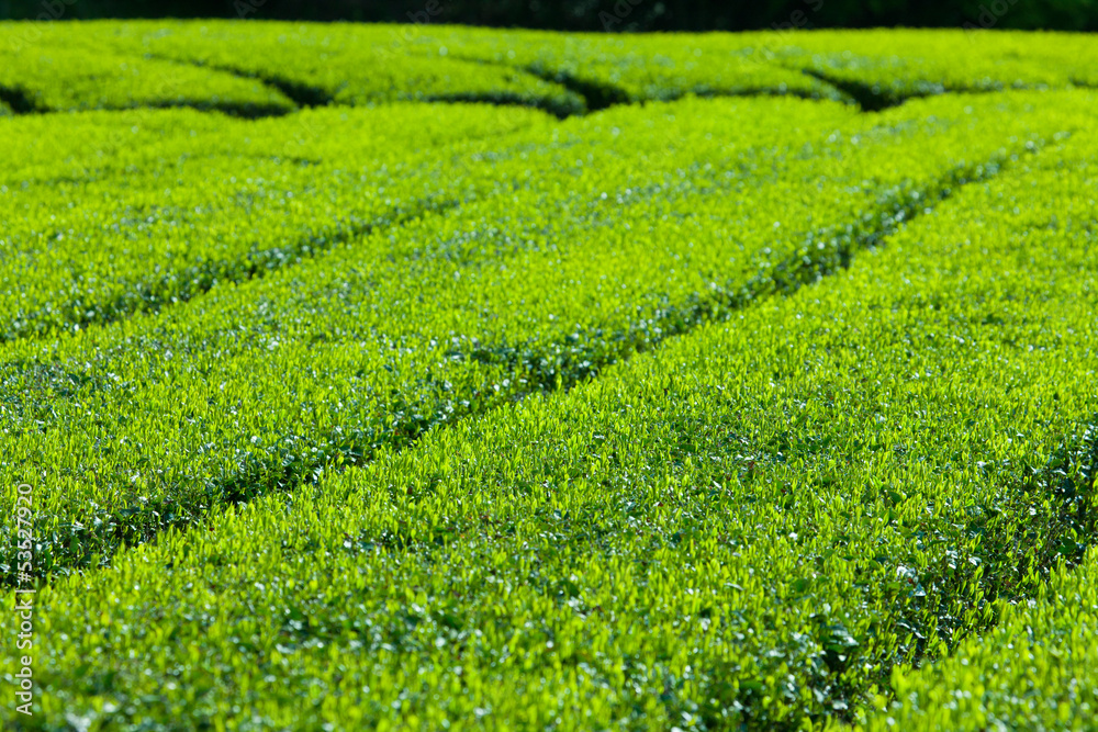 静岡の茶畑