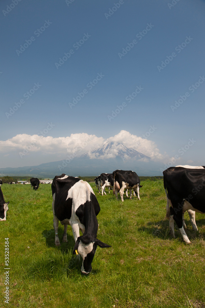 朝霧高原からの富士山