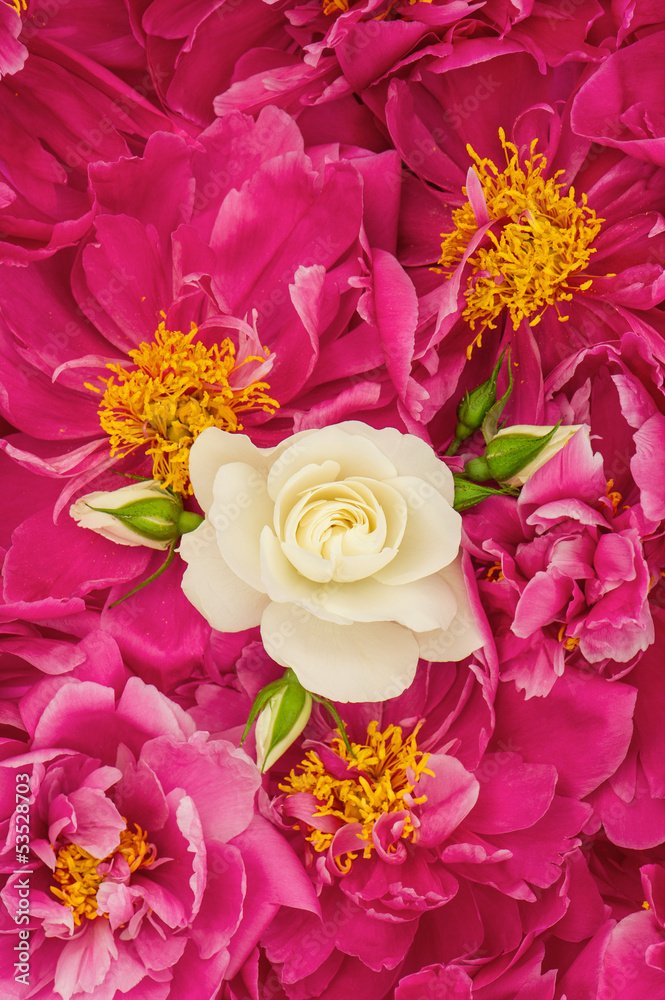 Fototapeta premium beautiful pink peony flowers with white single rose