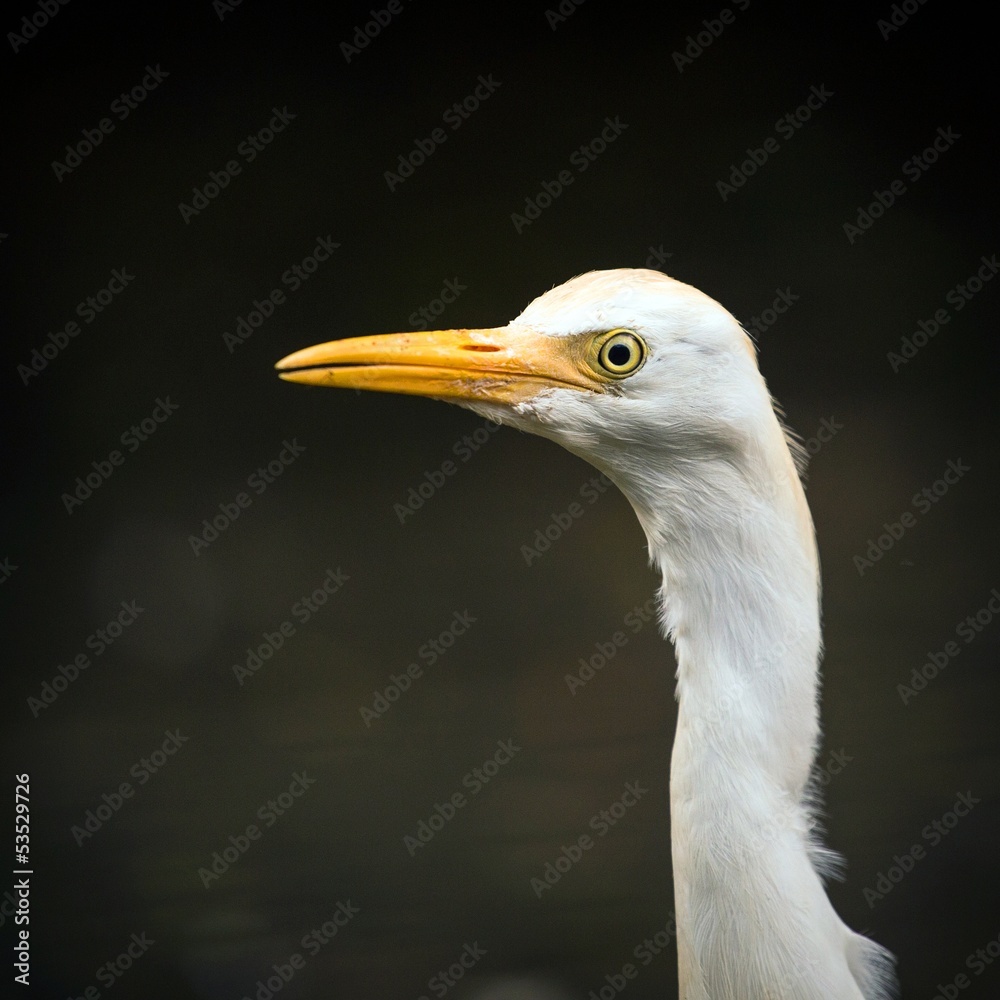 heron heron
