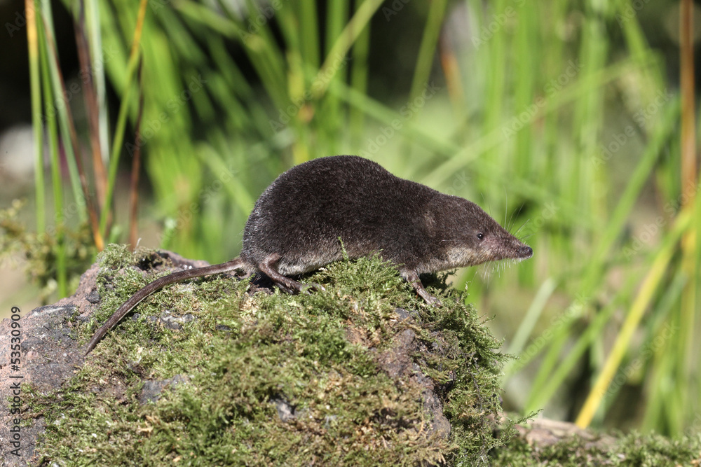 Ταπετσαρία Water shrew, Neomys fodiens