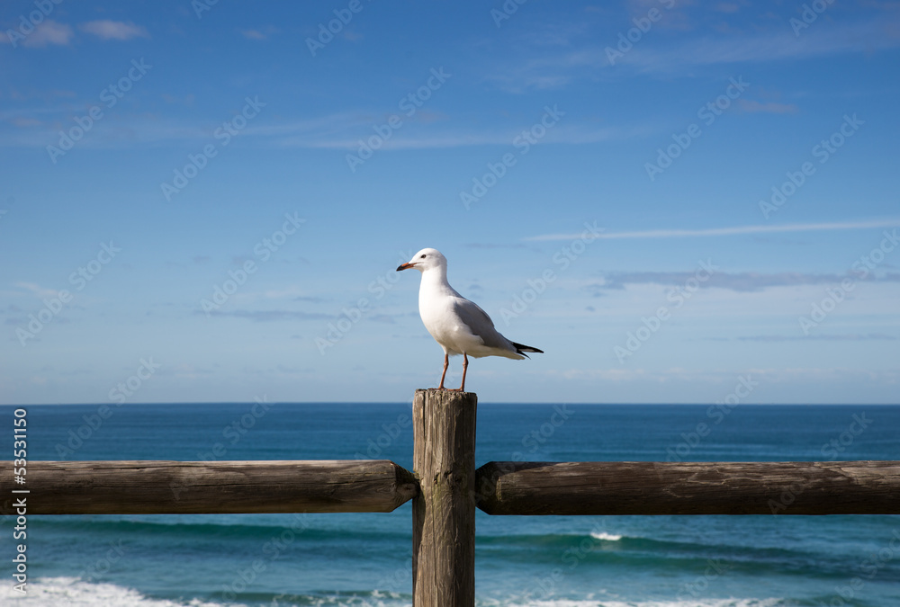 Fototapeta premium Seagull perched on a wooden fence against an ocean view
