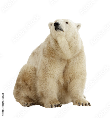  polar bear. Isolated over white