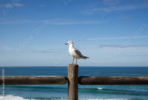 Seagull perched on a wooden fence against an ocean view