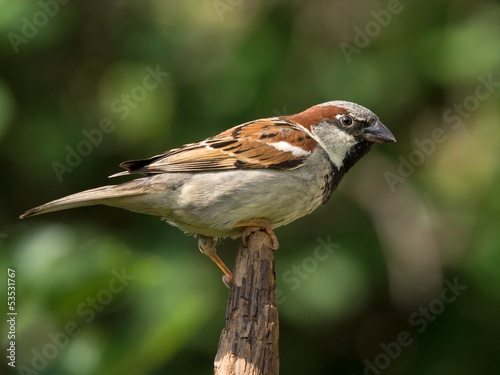 House sparrow male perched on the tip of a branch © JGade