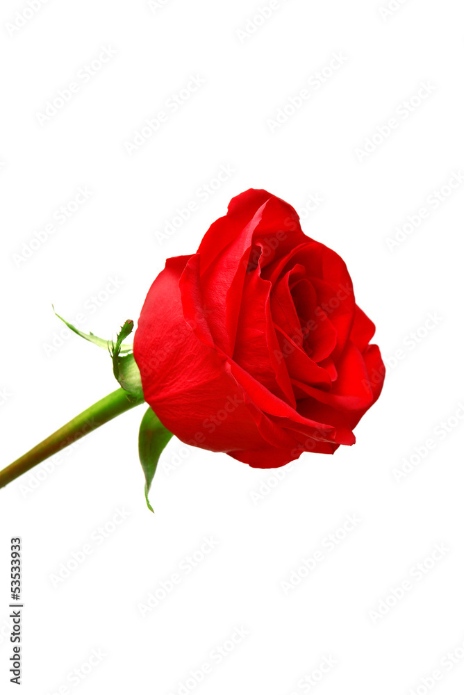 Red rose Red rose