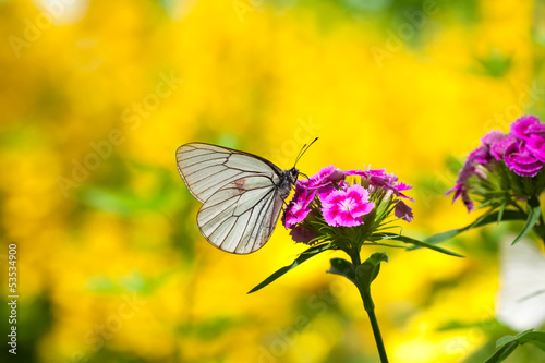 the butterfly sits on flowers © yanikap
