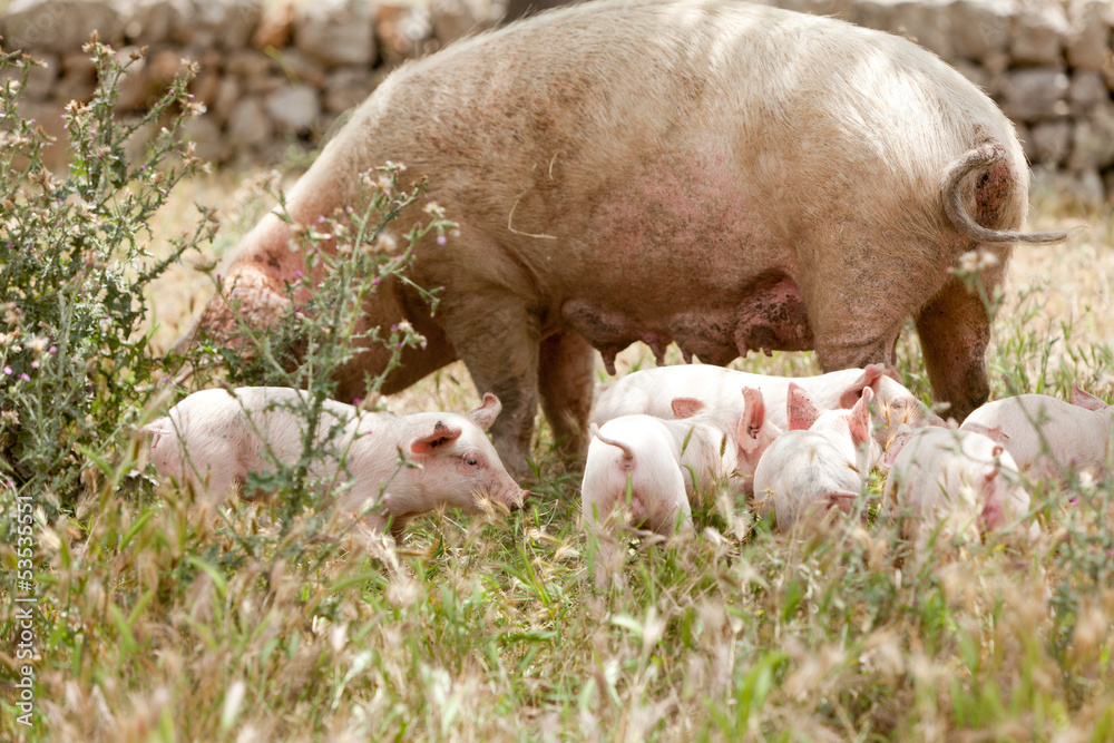 kleine rosa ferkel schweine mit muttertier im freien kleine rosa ferkel schweine mit muttertier im freien