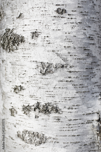 Birch bark texture 2