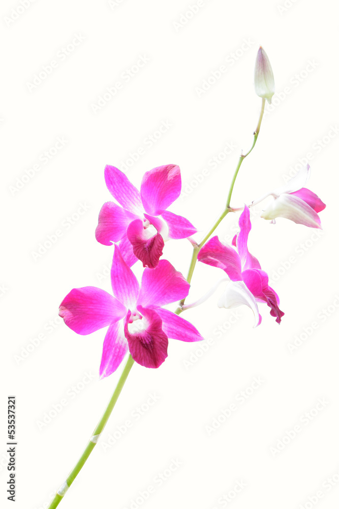 orchid isolate orchid isolate