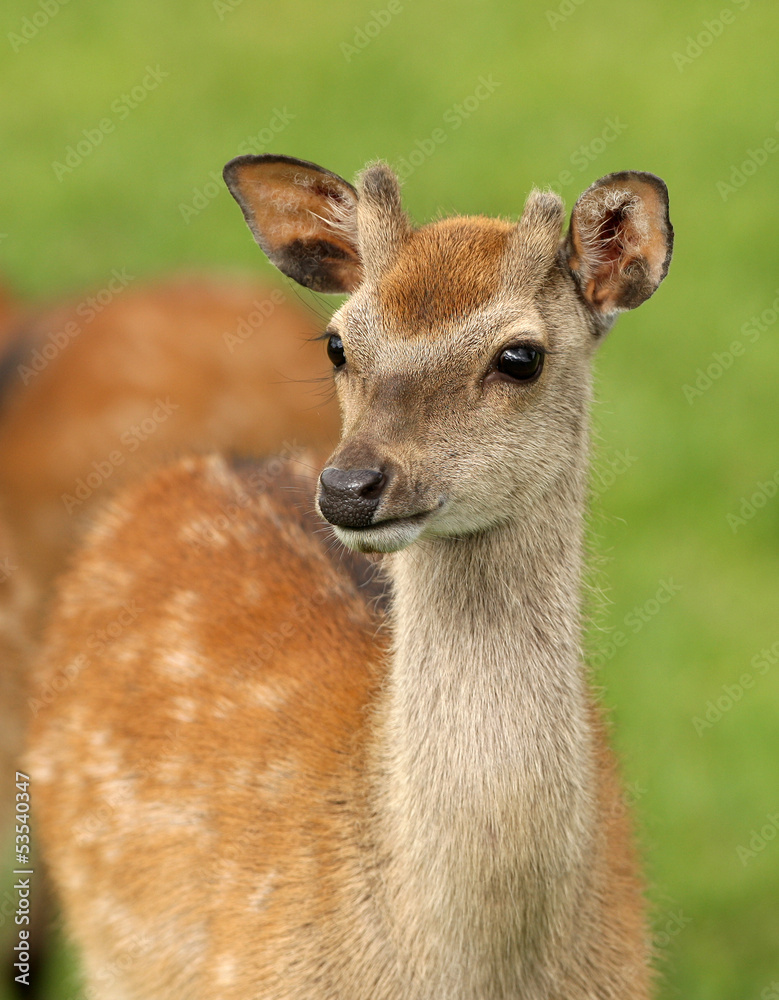 Close up of a young Fallow Deer Close up of a young Fallow Deer