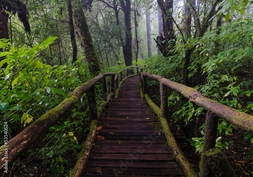 Wood footpath in tropical rain forest in Thailand