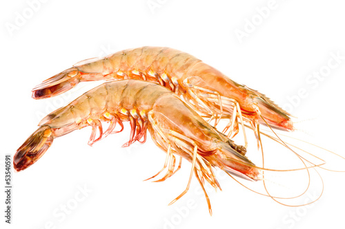 raw shrimps on white