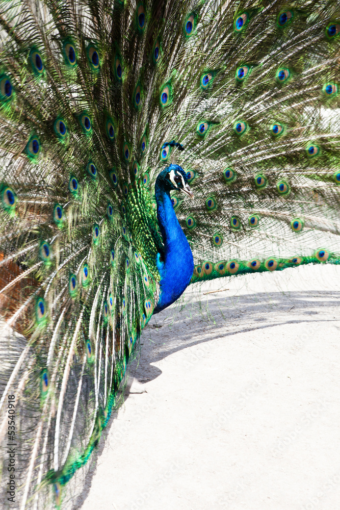 Obraz premium Close up of peacock showing its beautiful feathers