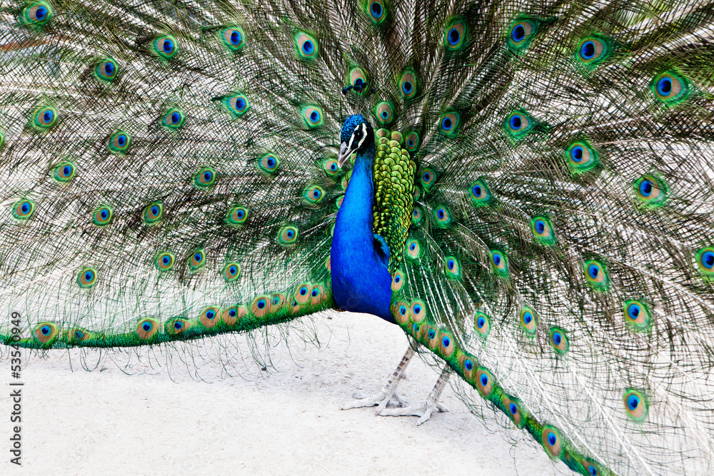 Obraz premium Close up of peacock showing its beautiful feathers