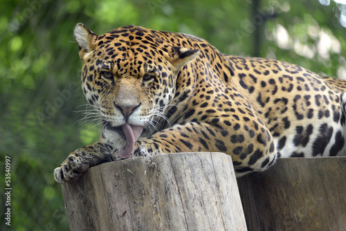 Jaguar (Panthera onca) on wood logs and licking the paw