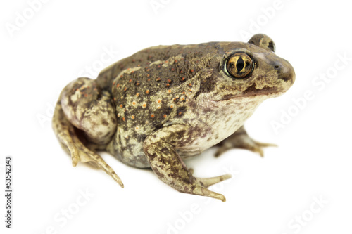Toad