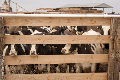 Cows in a Pen