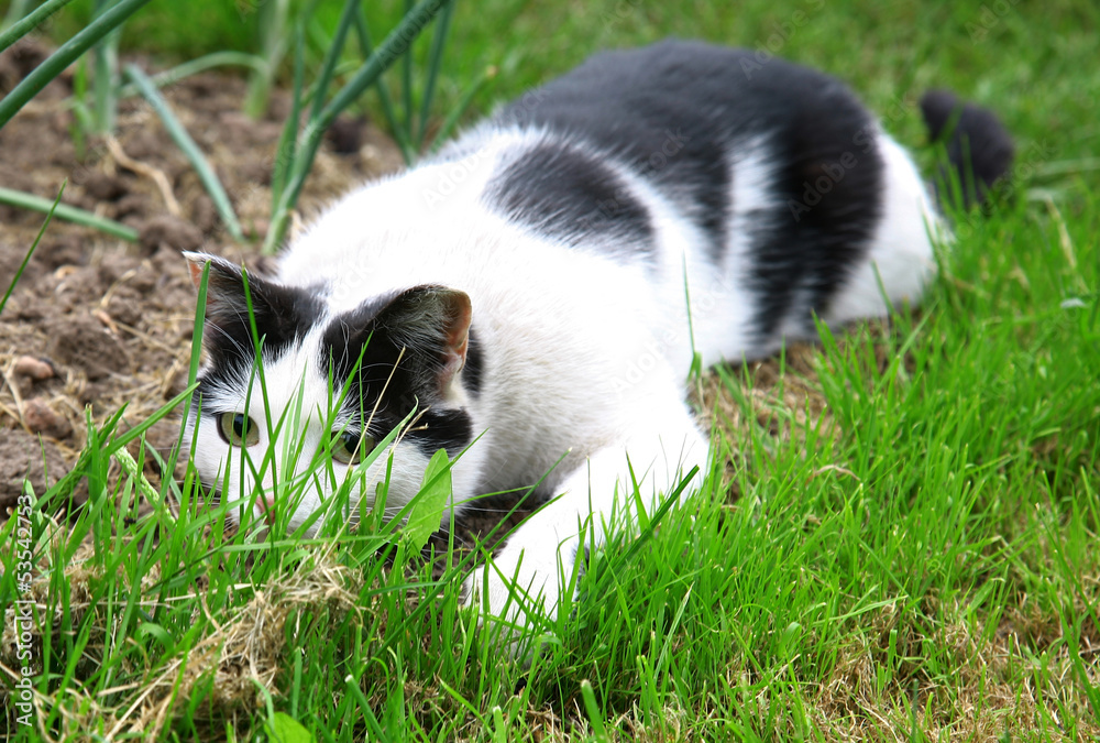 Black white cat hunting and ready to jump out of green grass Black white cat hunting and ready to jump out of green grass
