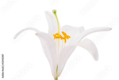 Fototapeta Naklejka Na Ścianę i Meble -  white lily