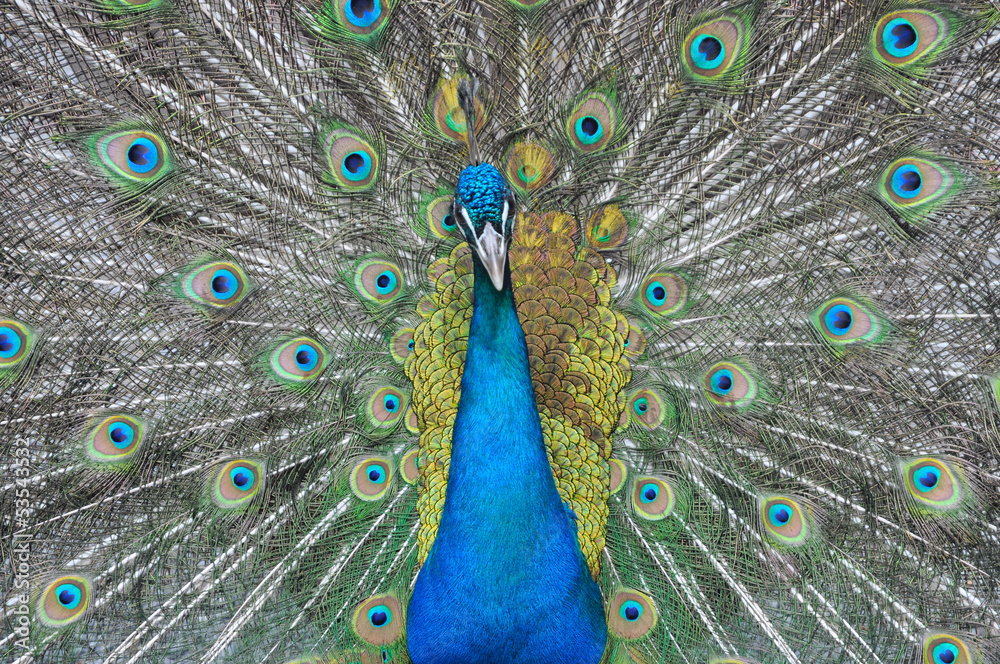 Obraz premium Pfau