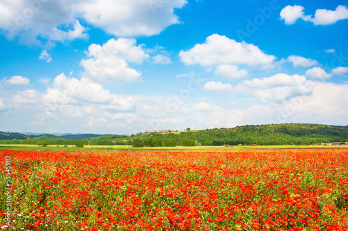 Red poppy field with blue sky in Monteriggioni, Tuscany, Italy photo