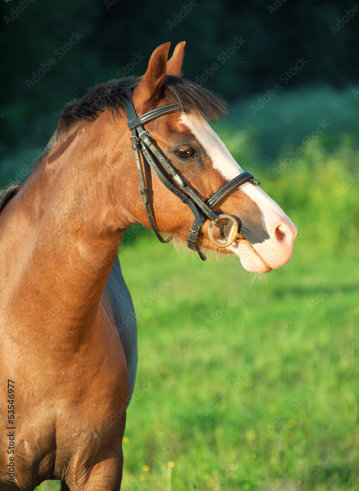 portrait of beautiful welsh pony mare portrait of beautiful welsh pony mare