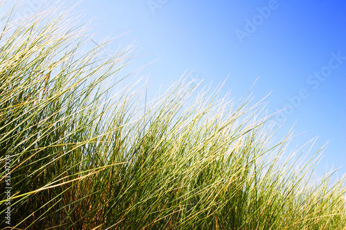 Dunes Grass with Sky