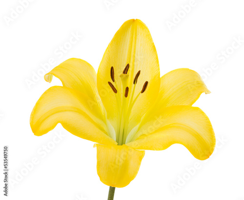 Fototapeta Naklejka Na Ścianę i Meble -  yellow lily