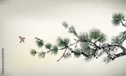 Fototapeta jodła piękny ptak azjatycki
