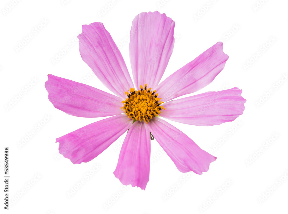 pink daisy