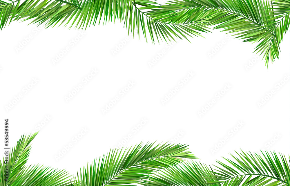 palm palm