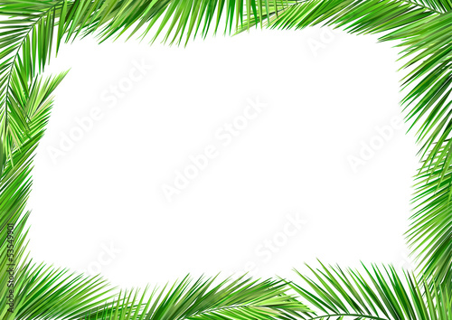 palm frame