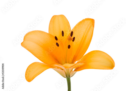 Fototapeta Naklejka Na Ścianę i Meble -  Beautiful orange lilies