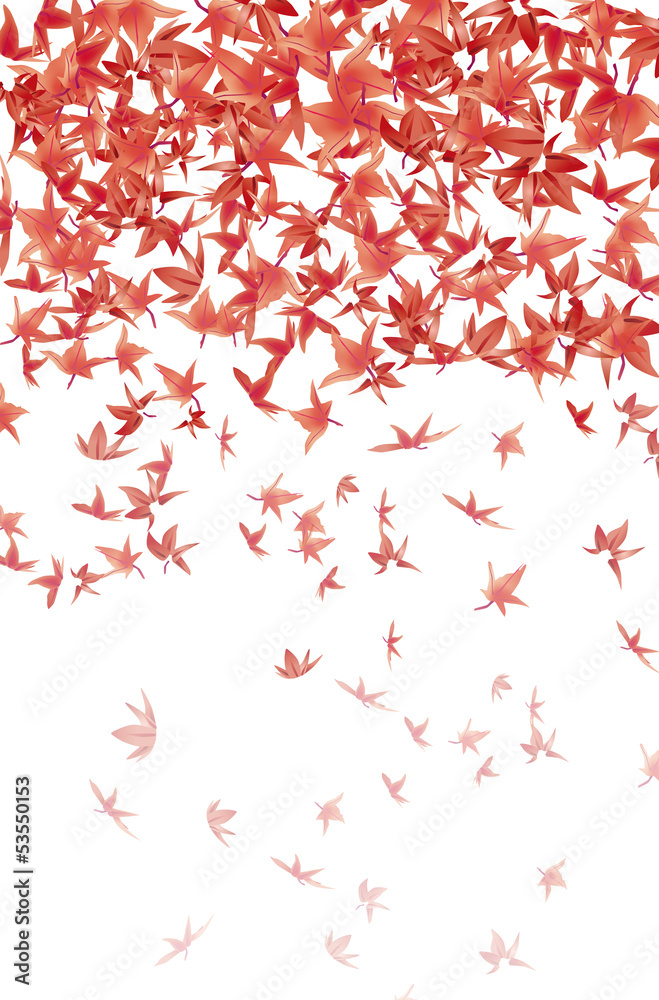maple leaves maple leaves