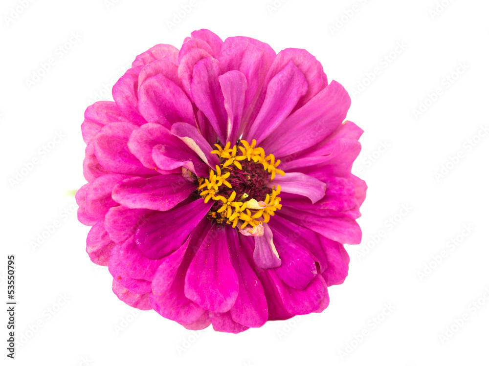 Isolated Zinnia Flower Isolated Zinnia Flower